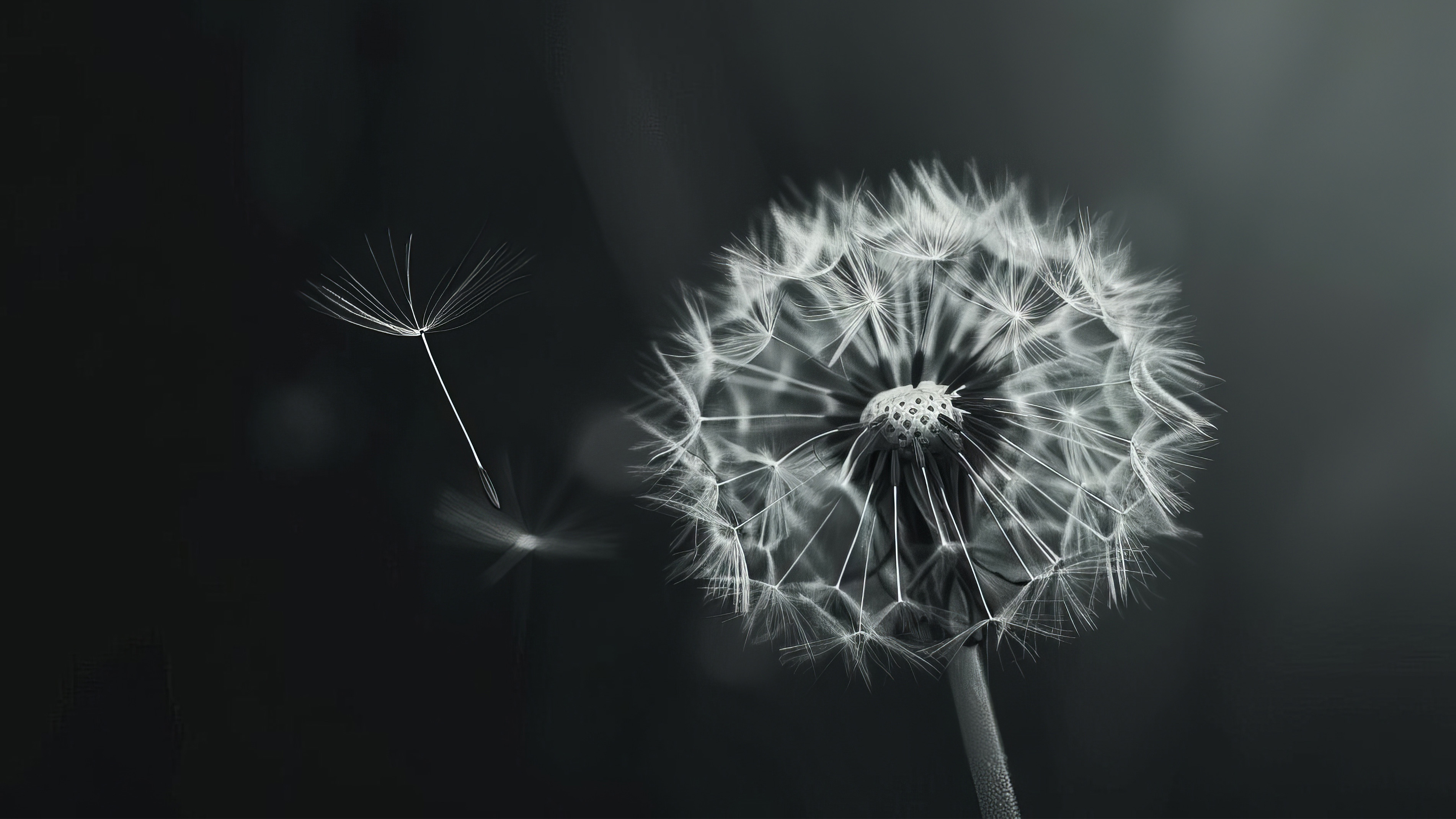 Schwarz-weiße Nahaufnahme einer Pusteblume vor dunklem Hintergrund; ein einzelner Samen schwebt links neben dem Blütenkopf.